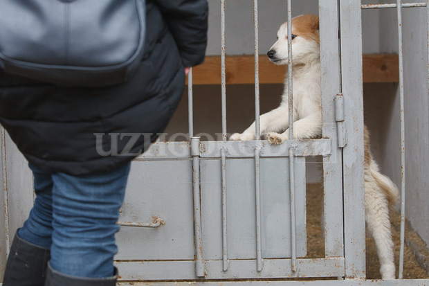 В притулку для тварин в Ужгороді відбувся перший День відкритих дверей (ФОТОРЕПОРТАЖ) (собачки) (3I3G2874)