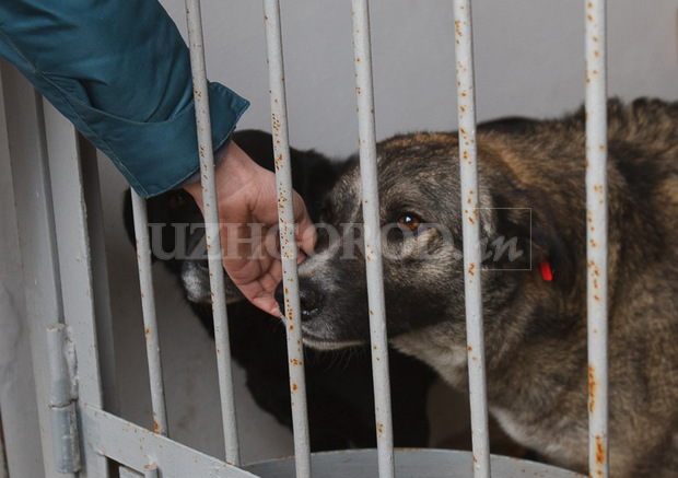 В притулку для тварин в Ужгороді відбувся перший День відкритих дверей (ФОТОРЕПОРТАЖ) (собачки) (3I3G2836)