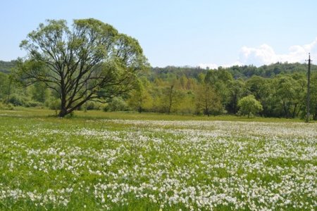 Пік цвітіння у Долині нарцисів: мальовничі фото