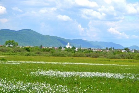 Пік цвітіння у Долині нарцисів: мальовничі фото