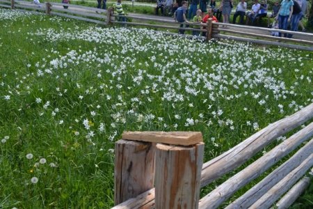 Пік цвітіння у Долині нарцисів: мальовничі фото