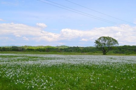 Пік цвітіння у Долині нарцисів: мальовничі фото