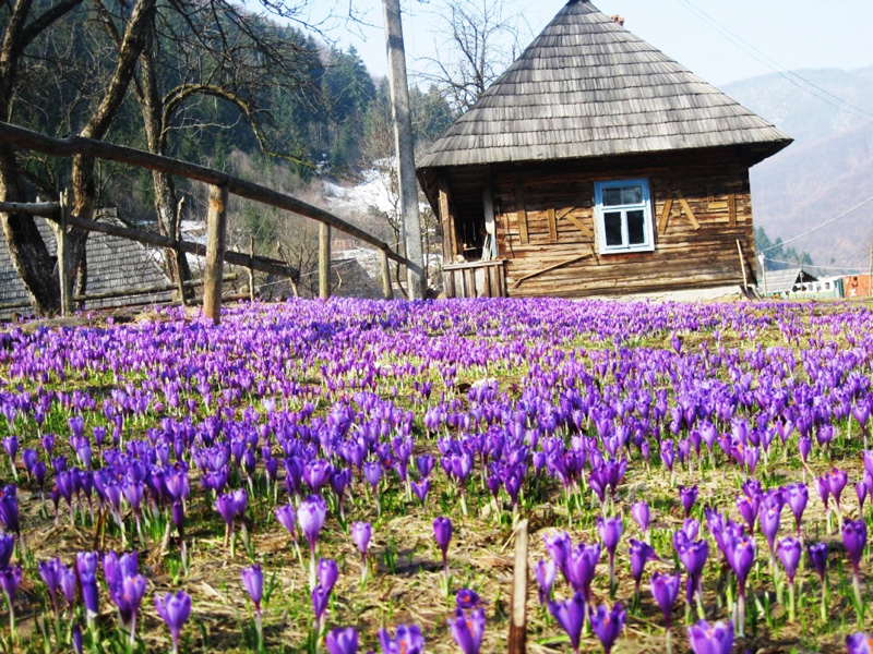 Долина крокусів у Колочаві