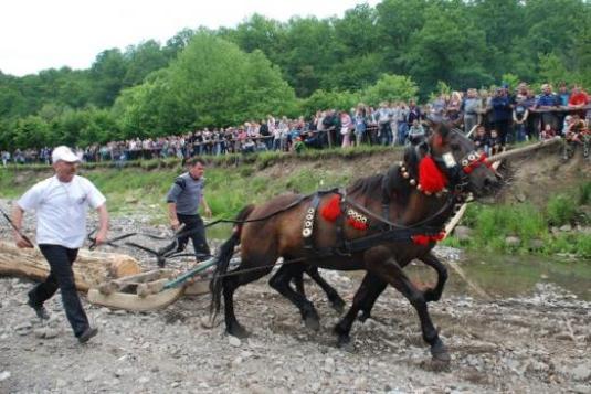 чому гуцулики обскакали гафлінгермів, пінцгауерів та арабів - фото 9