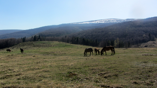 чому гуцулики обскакали гафлінгермів, пінцгауерів та арабів - фото 4