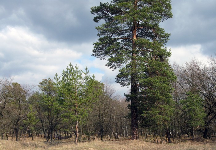 Самарский лес