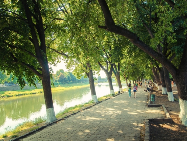 В Ужгороді піку цвітіння досягла найдовша в Європі липова алея (ФОТО) - фото 2