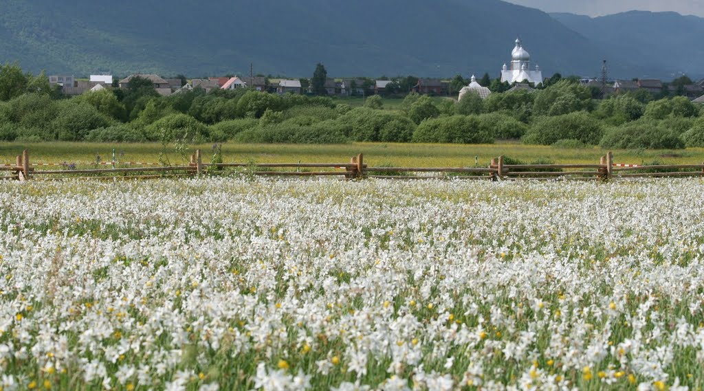 Долина нарцисів