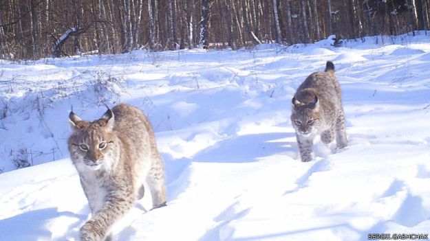 150204132213_lynx_chornobyl_gashchak_624x351_sergii.gashchak