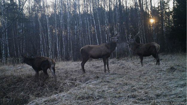 150204131923_deers_chornobyl_gashchak_624x351_sergii.gashchak